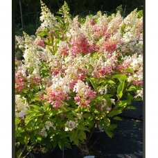 Dekoratyvinis augalas 'Hortenzija"